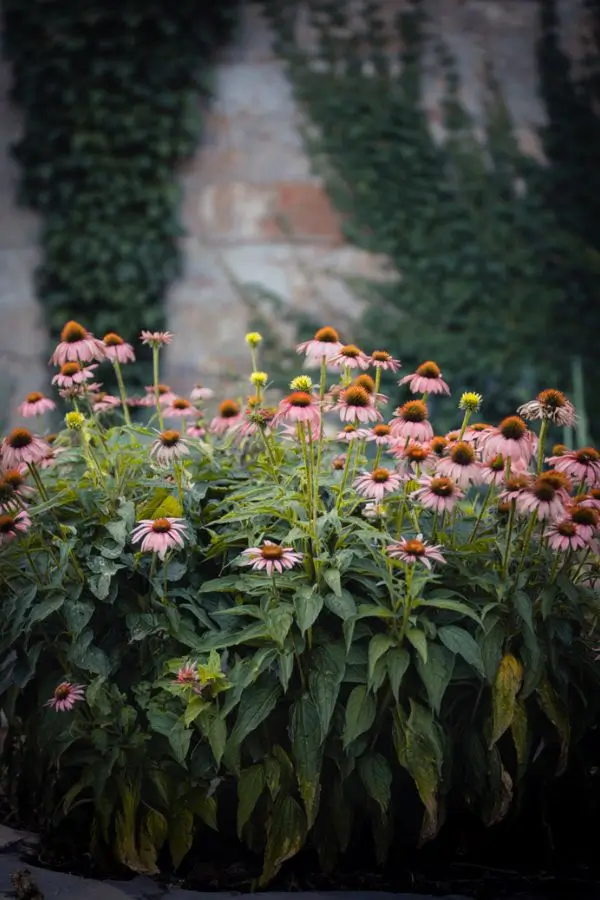 echinacea-care echinacea crowded