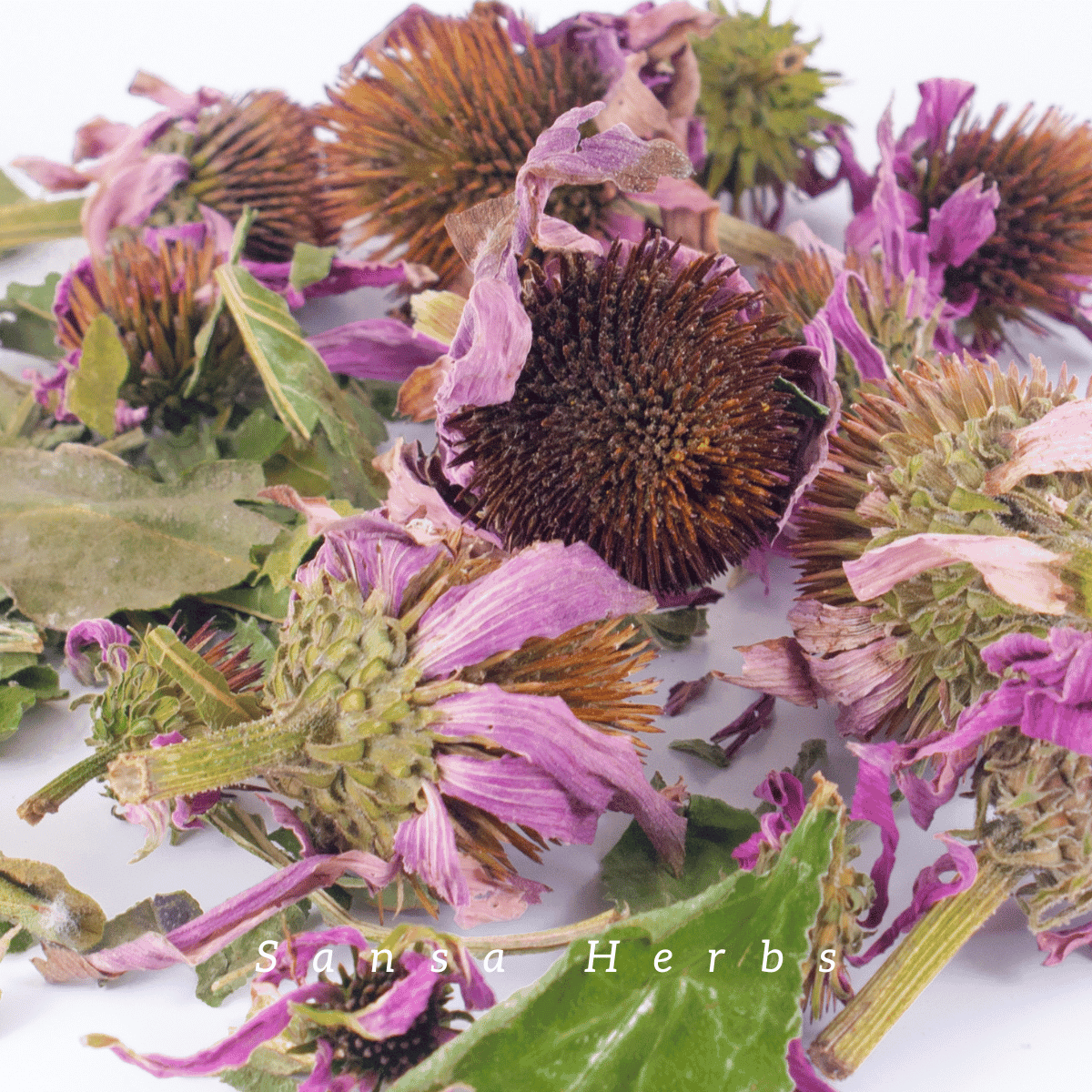 echinacea-flower-heads harvesting echinacea