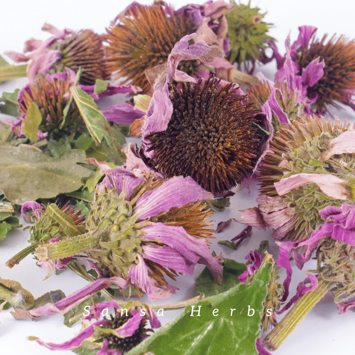 echinacea-flower-heads harvesting echinacea