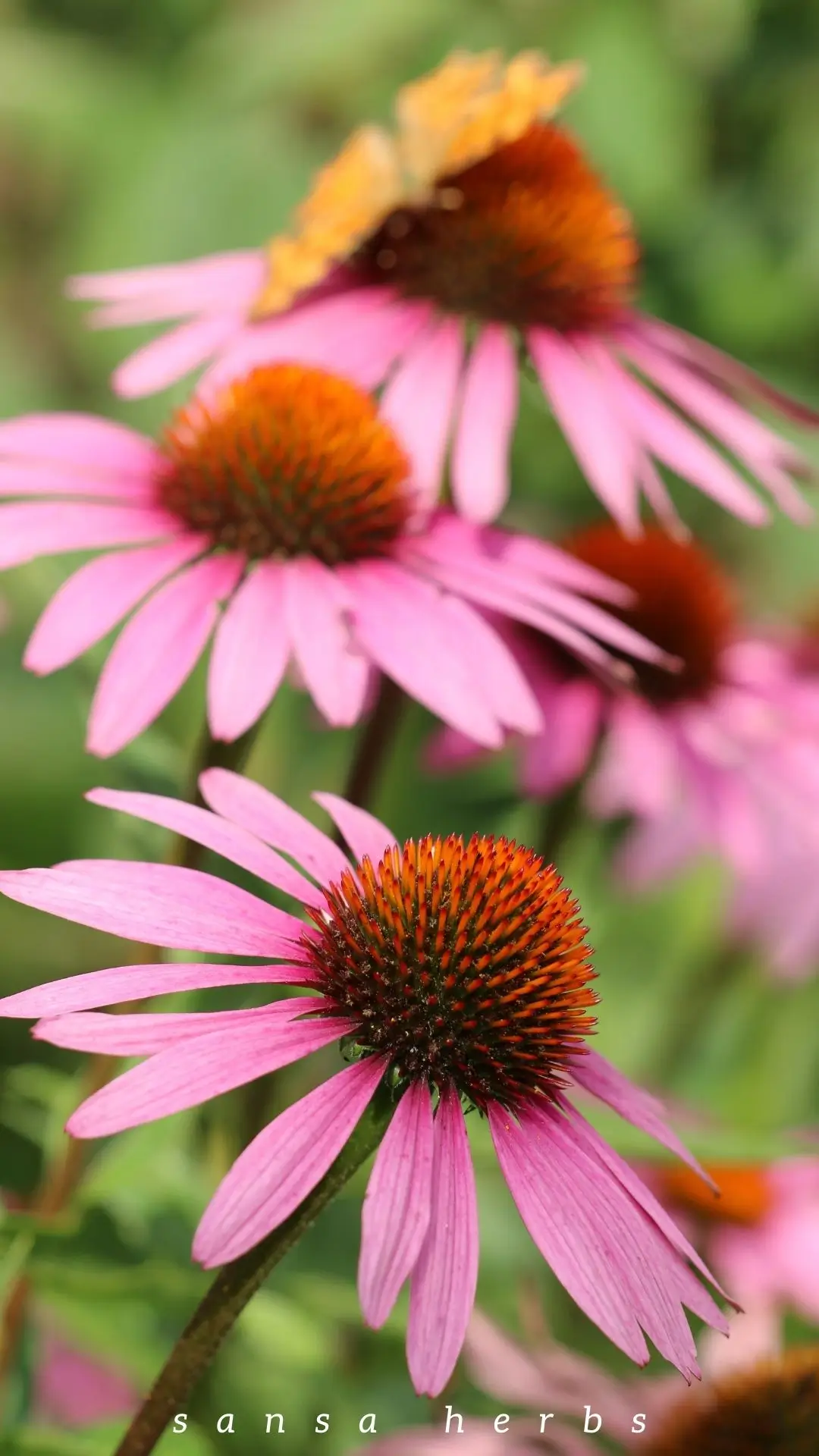 growing echinacea from seeds flowers