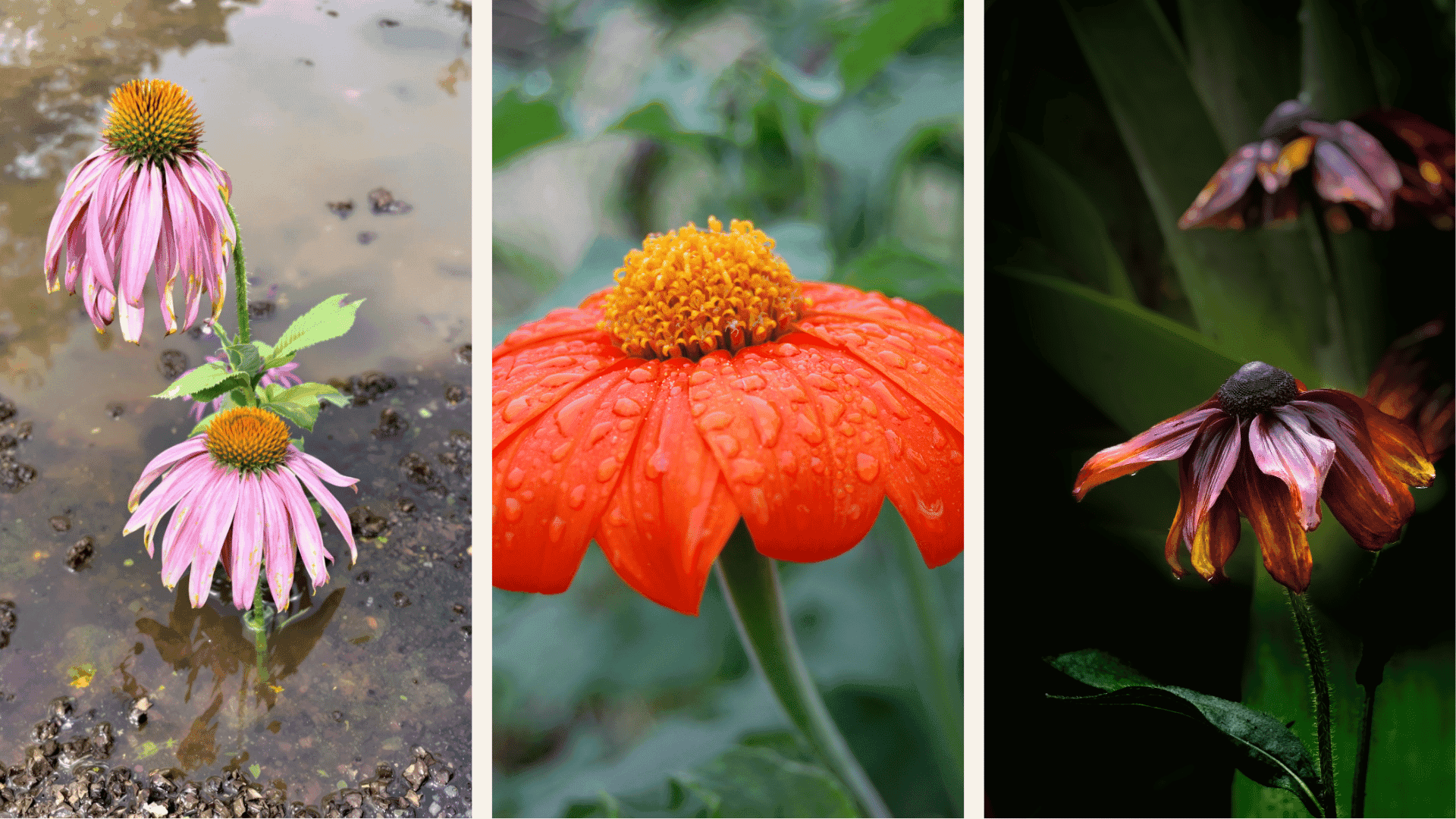 echinacea growing mistakes