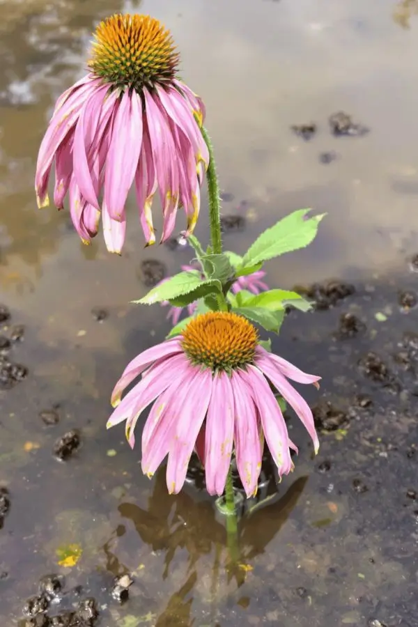 echinacea-growing-problems echinacea waterlogged
