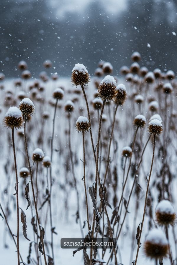 echinacea-in-winter winterizing echinacea plants, echinacea coneheads in the winter