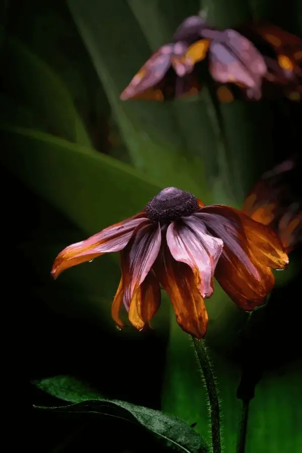 echinacea-low-light echinacea needing more light
