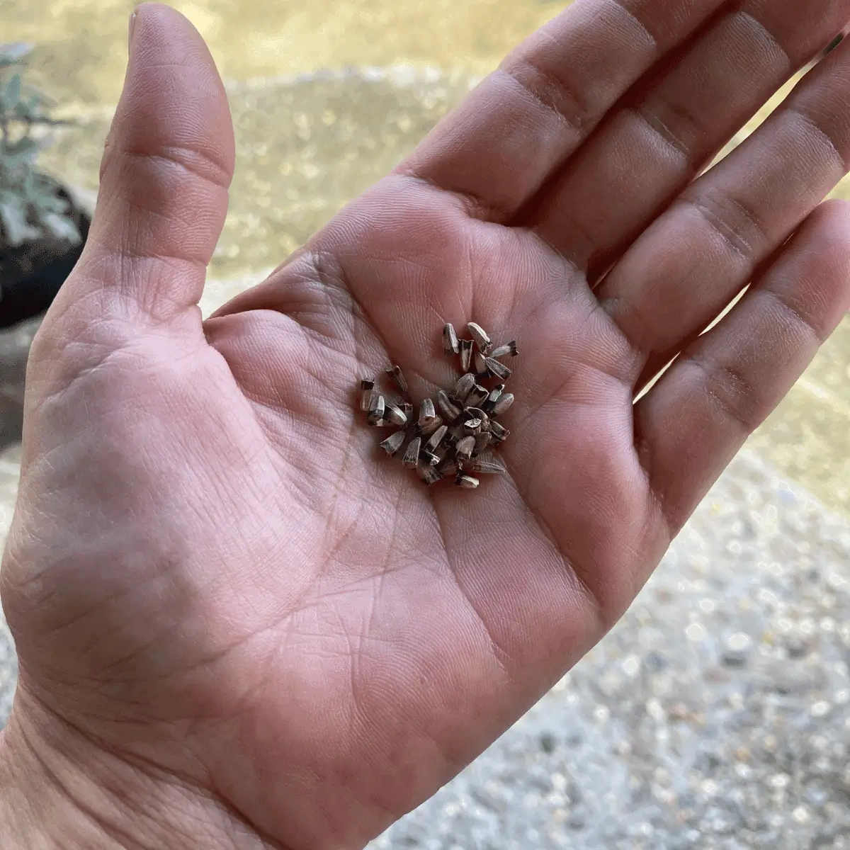 echinacea-seeds a hand holding a pile of echinacea seeds