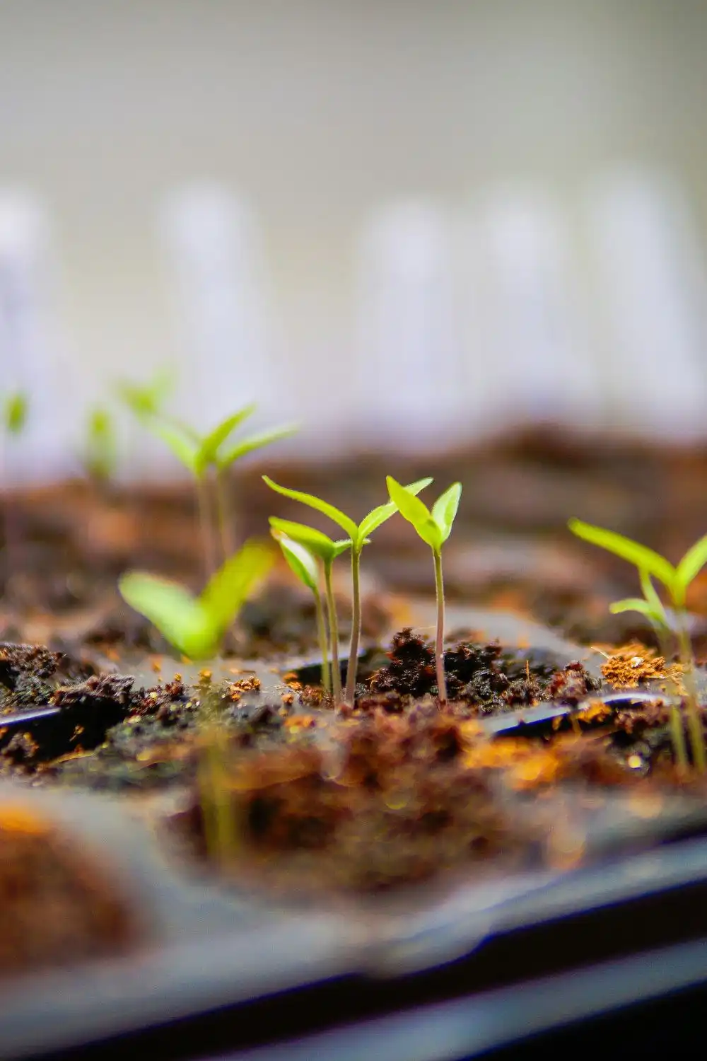 essential gardening tools (2) seedlings in a seed tray