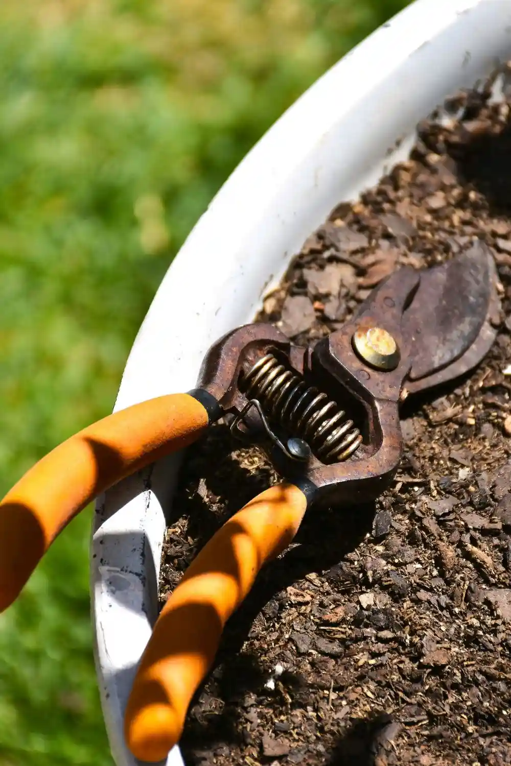 essential gardening tools (5) pruning shears