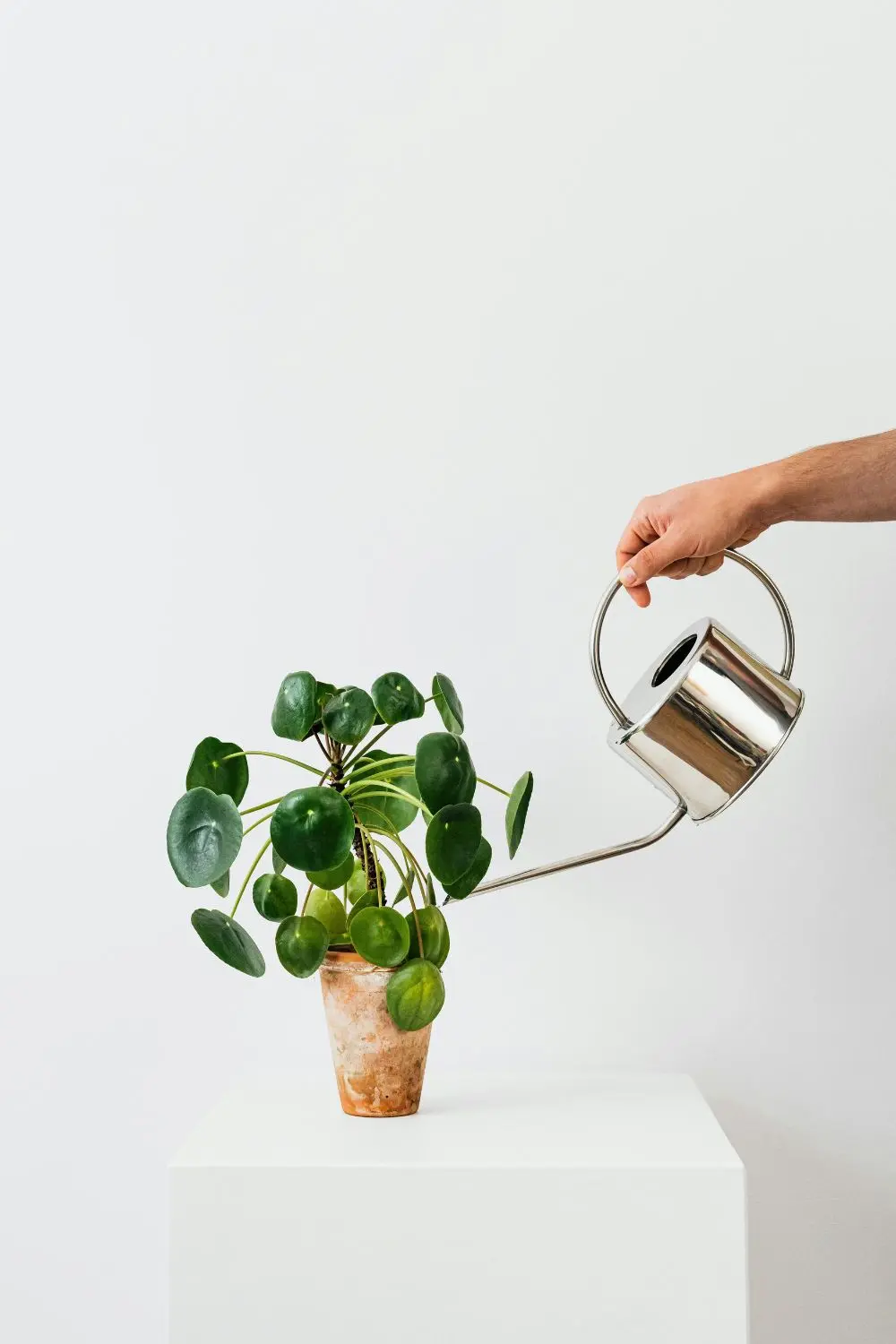 essential gardening tools (6) watering plants with a watering can
