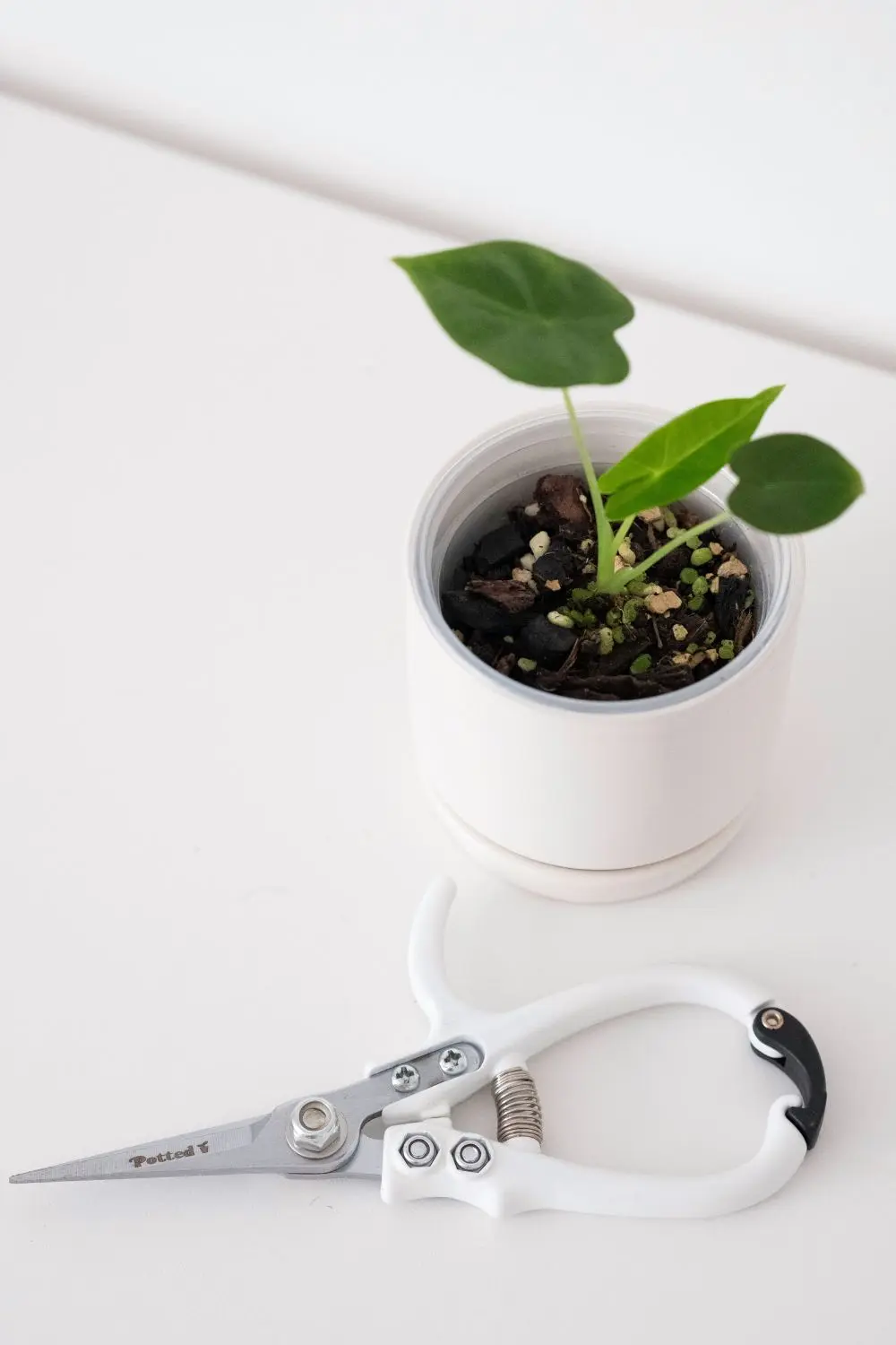 essential gardening tools (6) garden snips