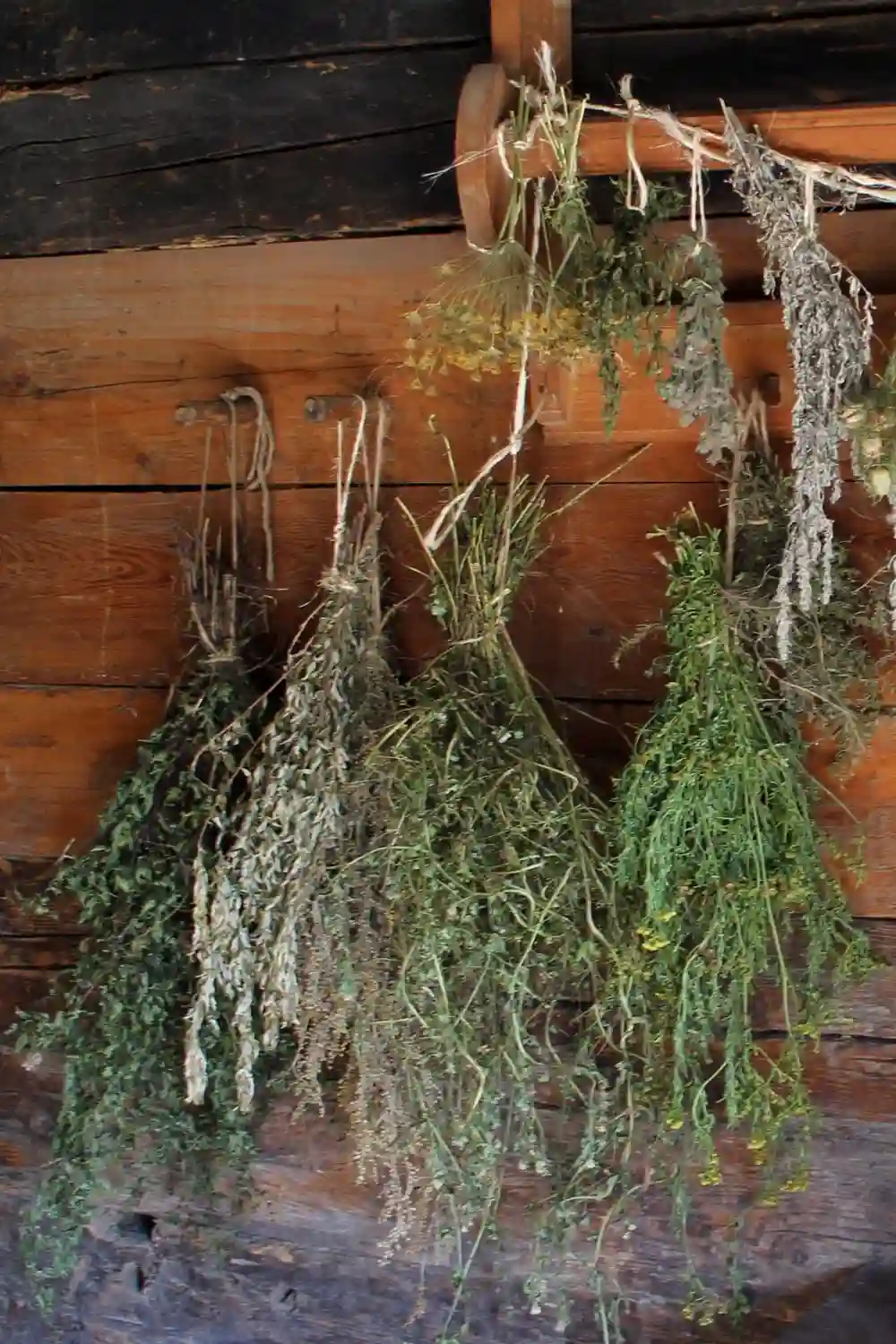 essential gardening tools (7) herbs drying in bundles