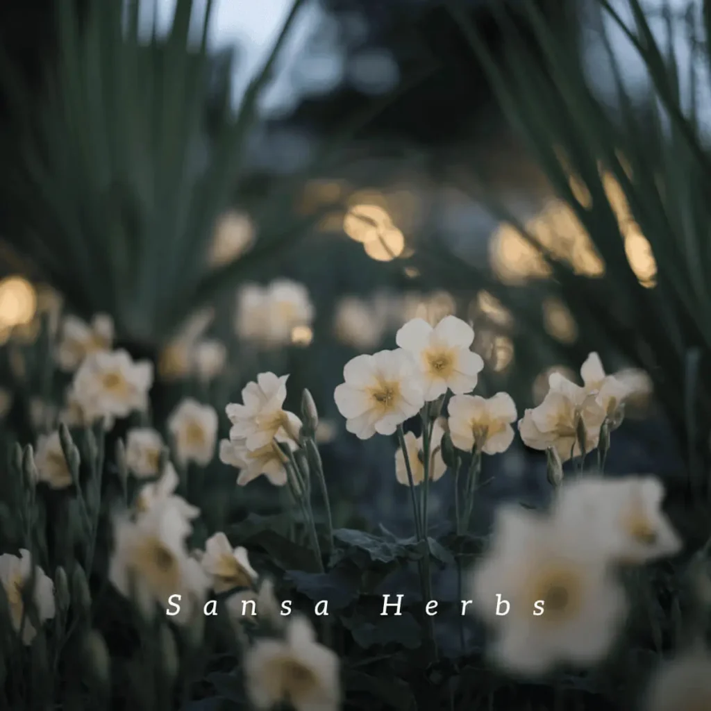 evening-primrose-flowering