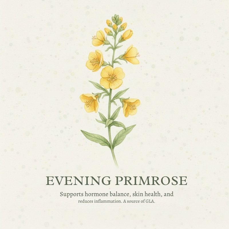 Evening Primrose flower illustration for Medicinal Garden Kit - supports skin health and hormonal balance.