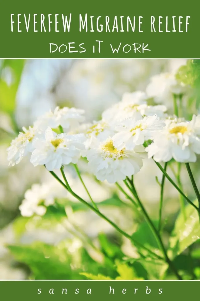 feverfew-for-migraines feverfew for migraines