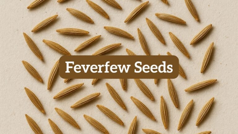 feverfew seeds