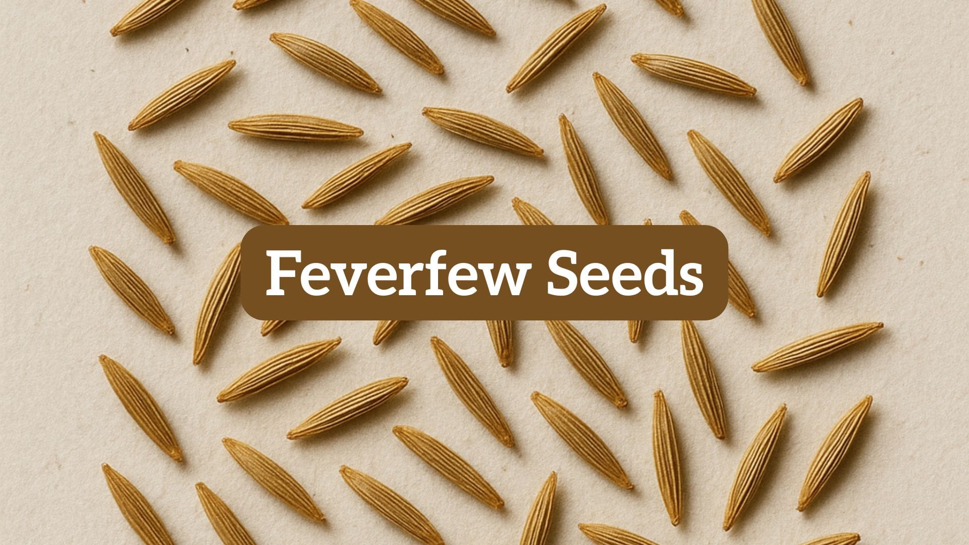 feverfew seeds