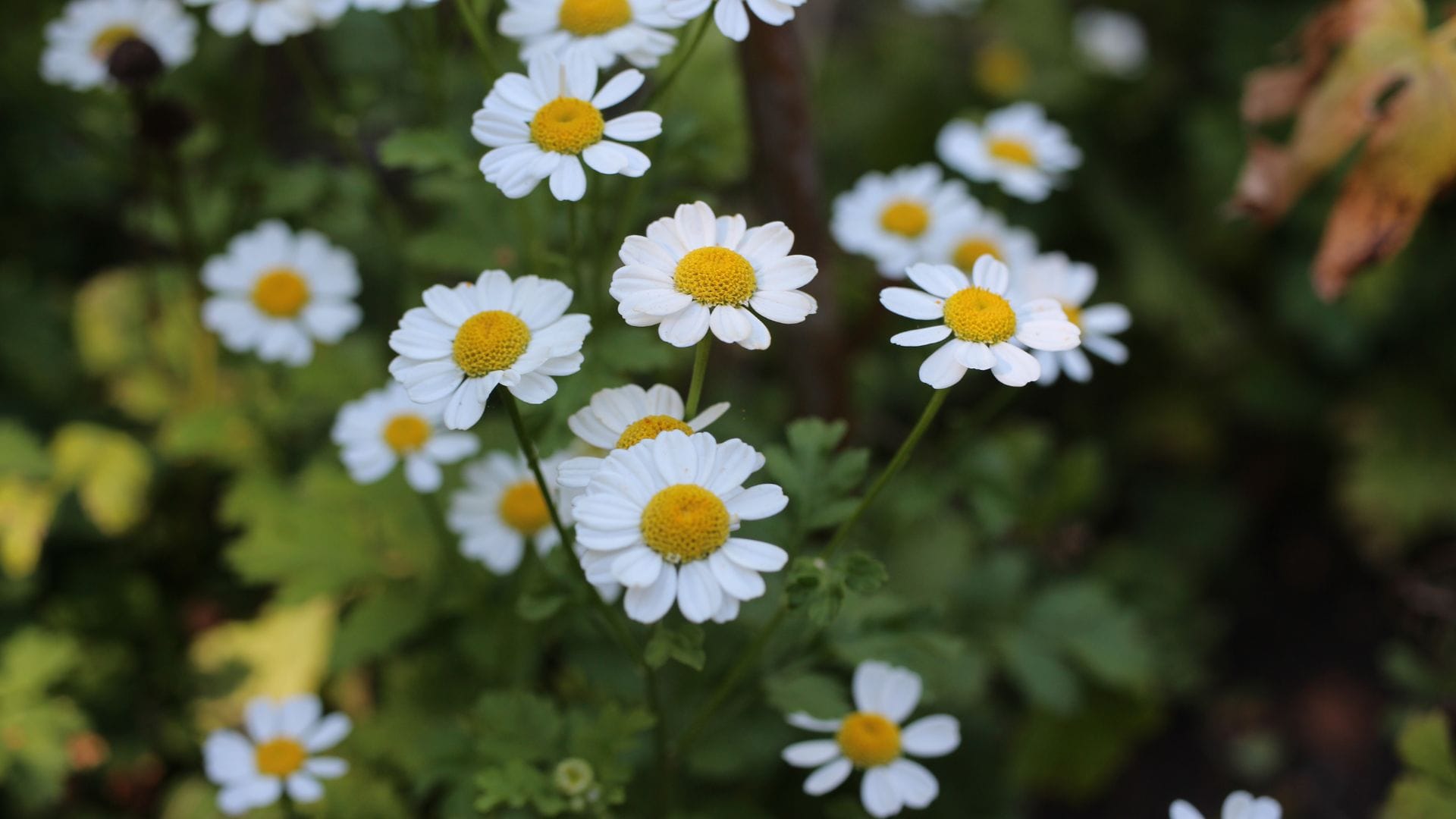 feverfew seeds