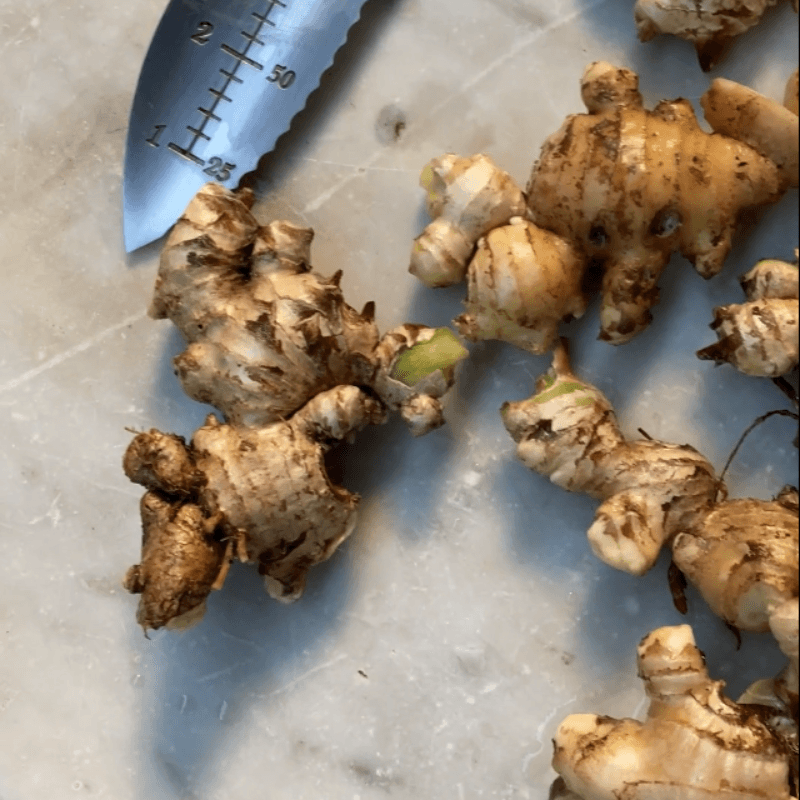 freshly harvested ginger from garden used for homemade herbal tea