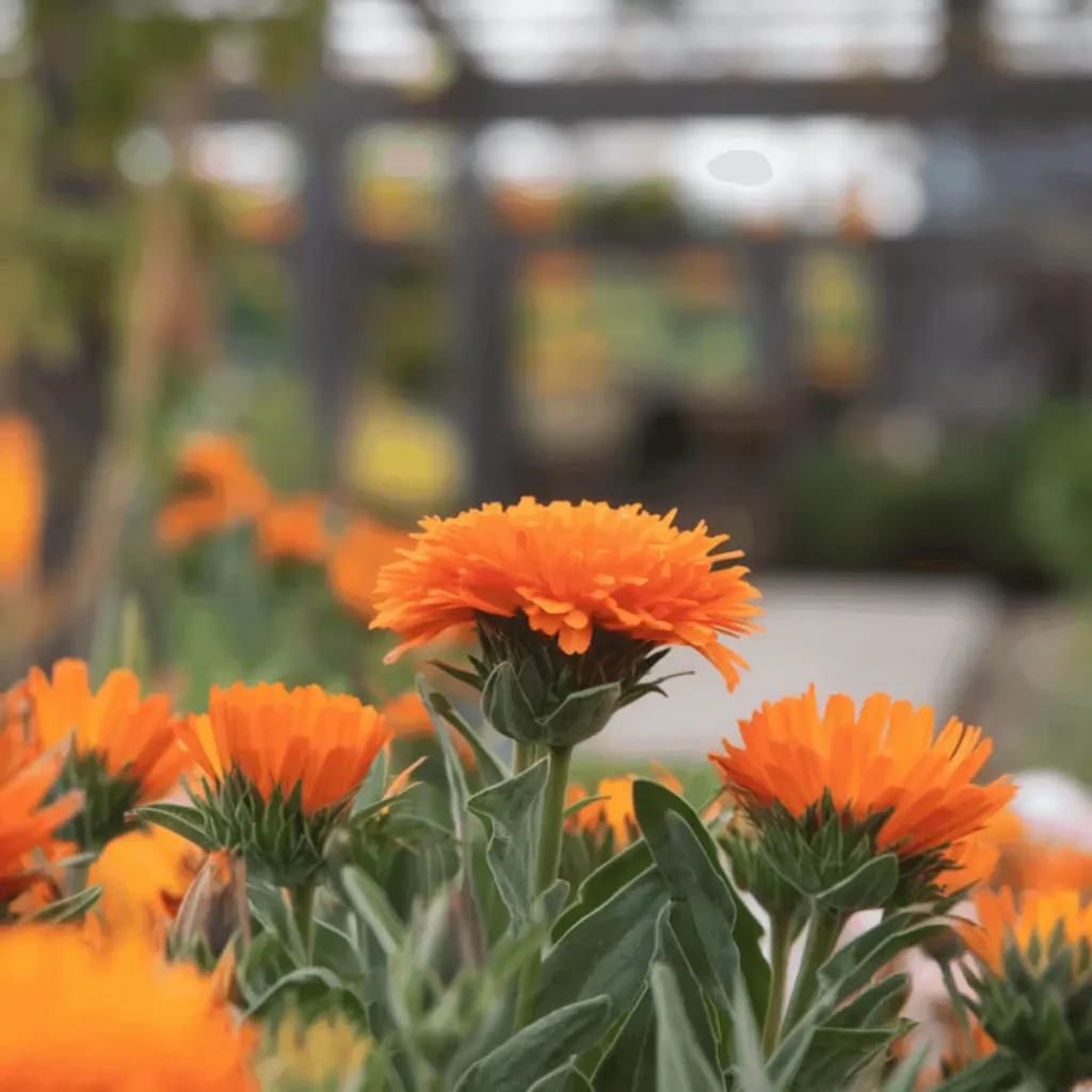 grow-calendula-flowers-from-seed-closeup close up of calendula plants in full bloom