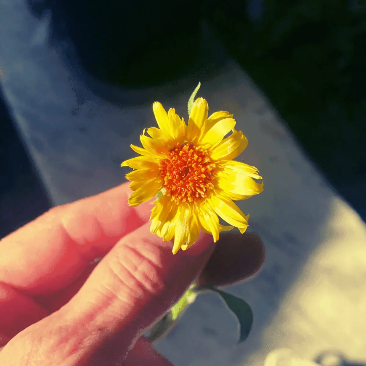 grow-calendula-from-seed close up of freshly harvested calendula flower
