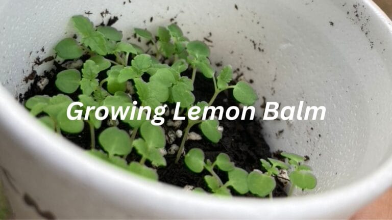 learn how to grow lemon balm from seed