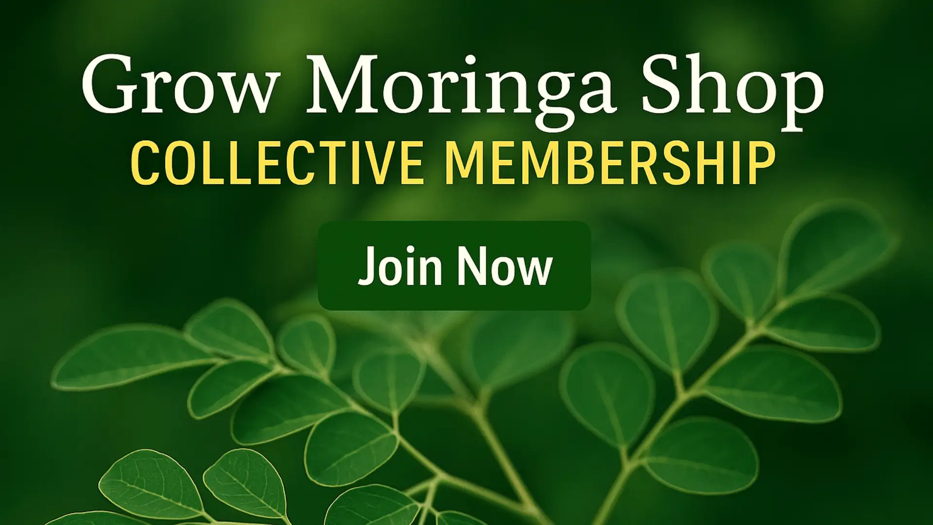 grow moringa collective membership banner