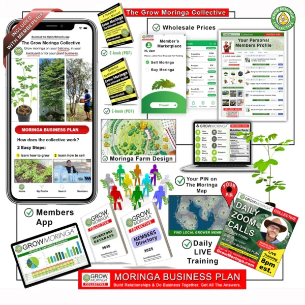 How to start a moringa business with tree starter kit