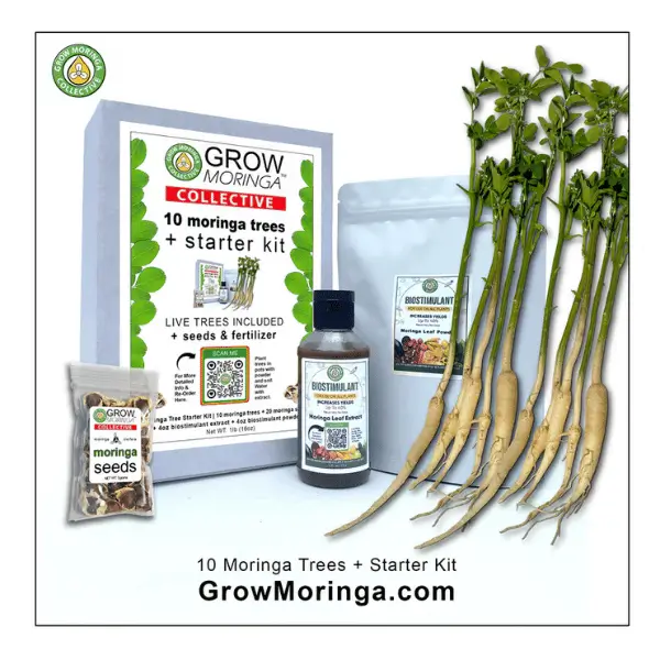 grow moringa starter kit trees