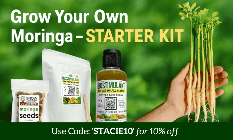 grow moringa tree starter kit