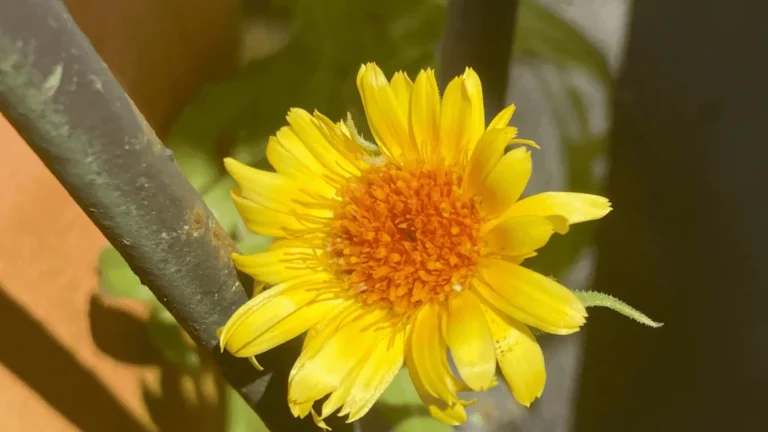 growing calendula from seed