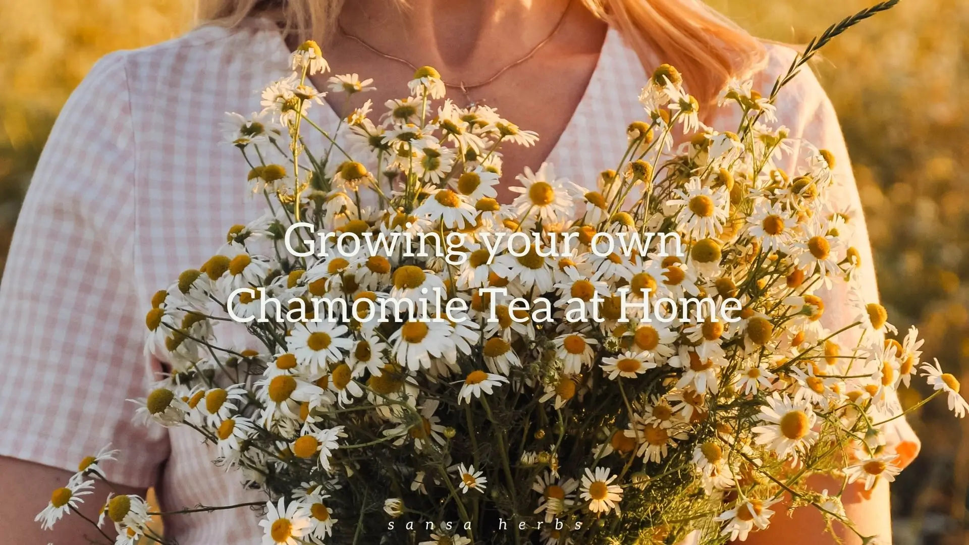growing chamomile from seed freshly harvested chamomile flowers to make medicinal tea
