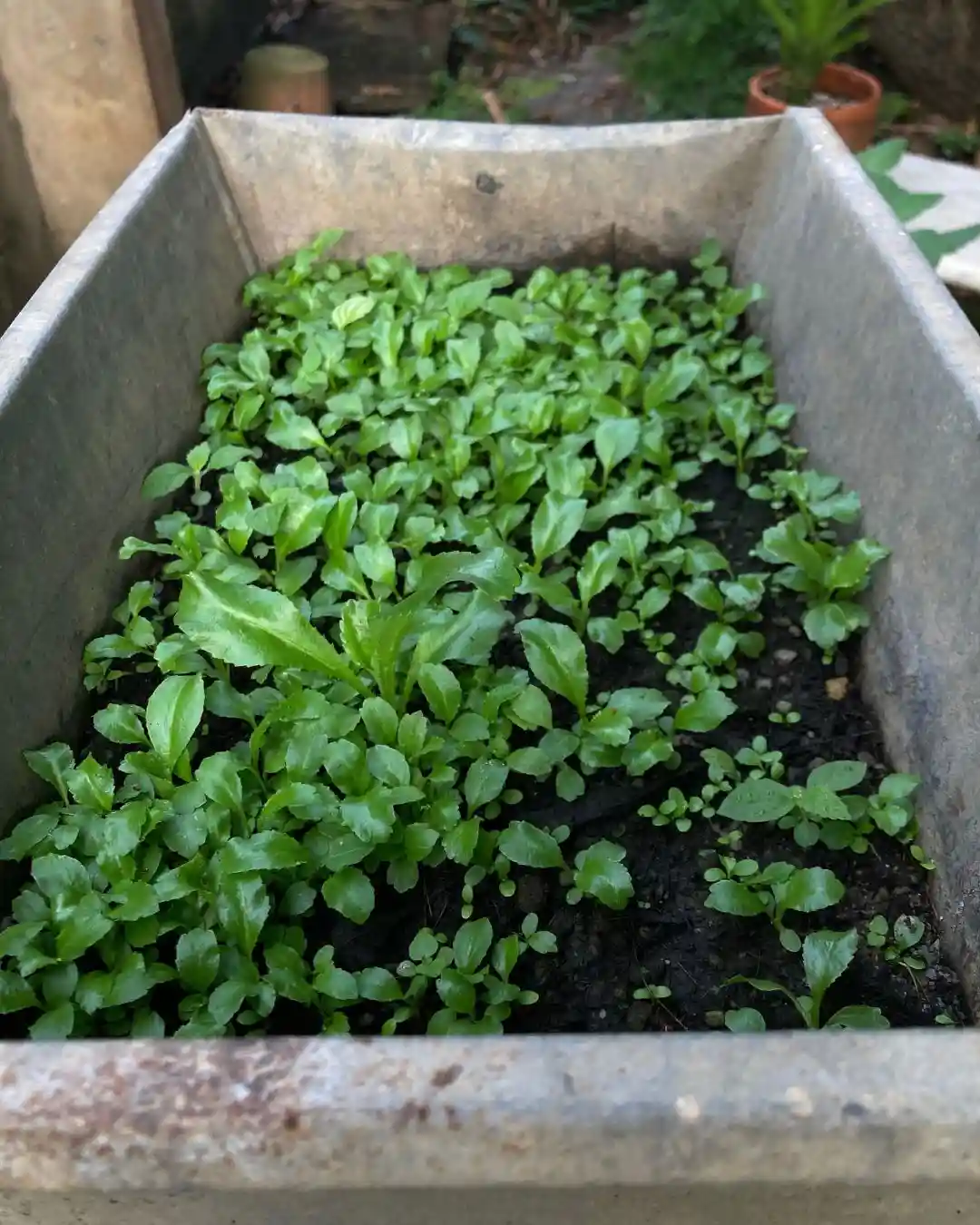 growing culantro growing culantro in a container