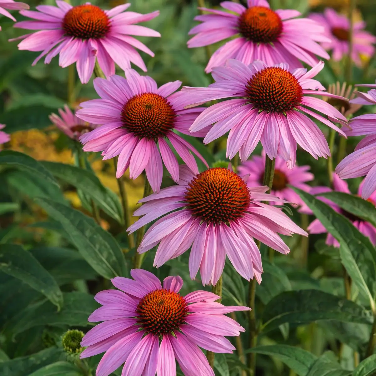 Backyard pharmacy survival plant echinacea for immunity
