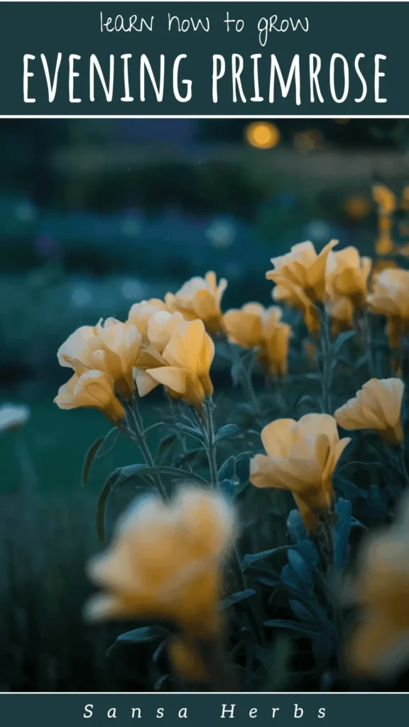 growing evening primrose from seed Pinterest Pin