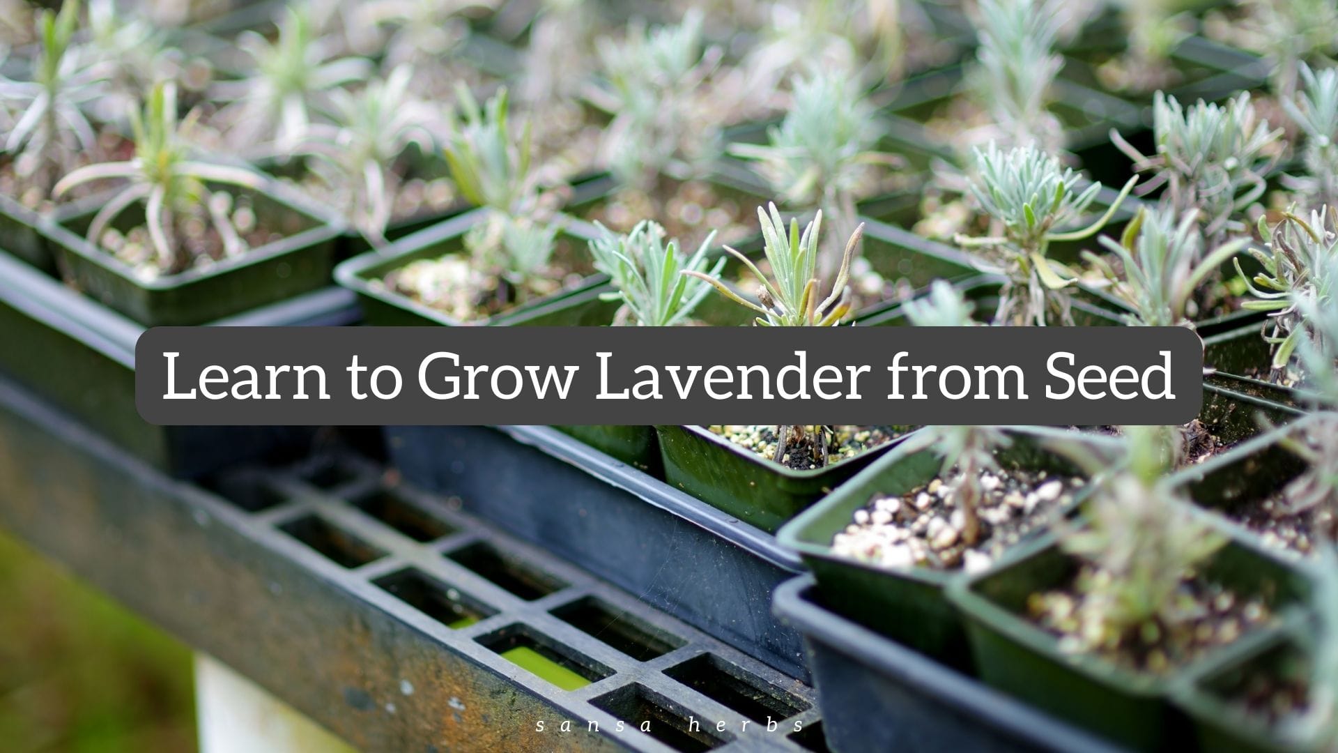learn to grow lavender from seed, lavender seedlings in tray