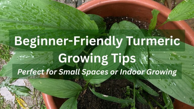 turmeric growing in a pot
