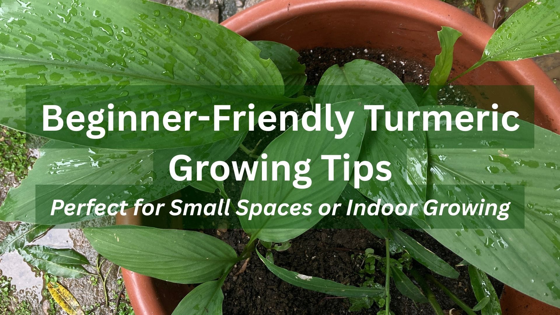 turmeric growing in a pot