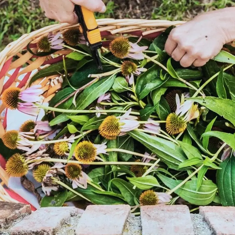 echinacea flowers harvested for herbal cold and flu remedy