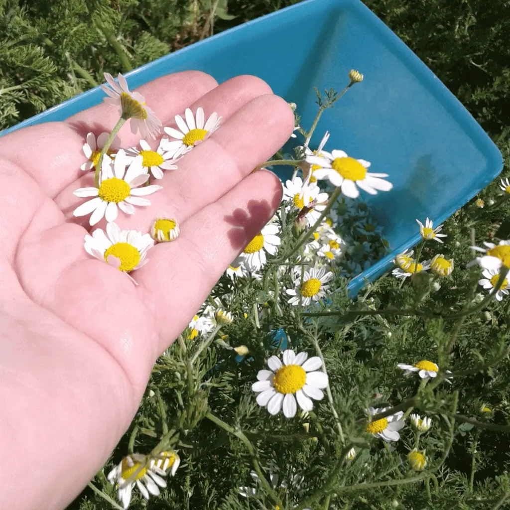 harvesting chamomile