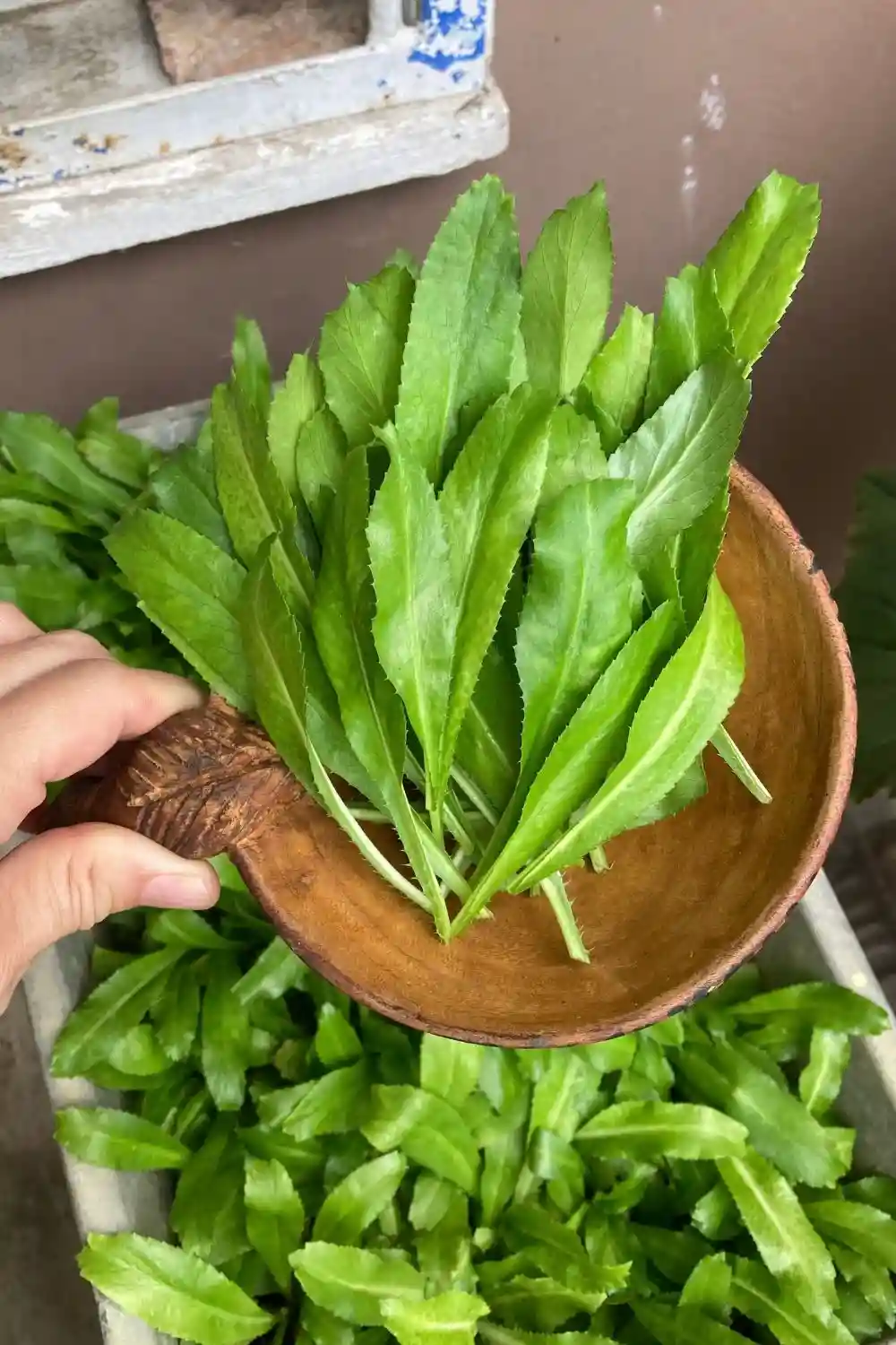 harvesting culantro leaves harvesting culantro leaves