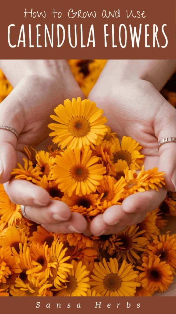 Pinterest pin of how to grow calendula from seed
