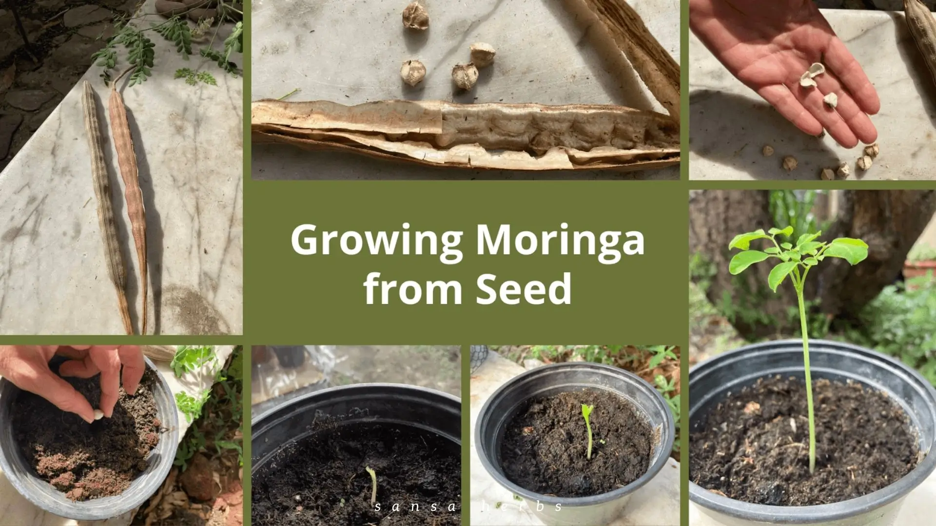 Grow Moringa