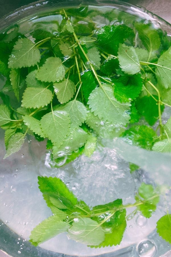 lemon-balm-prep wash thoroughly with water, before deciding what to do with lemon balm