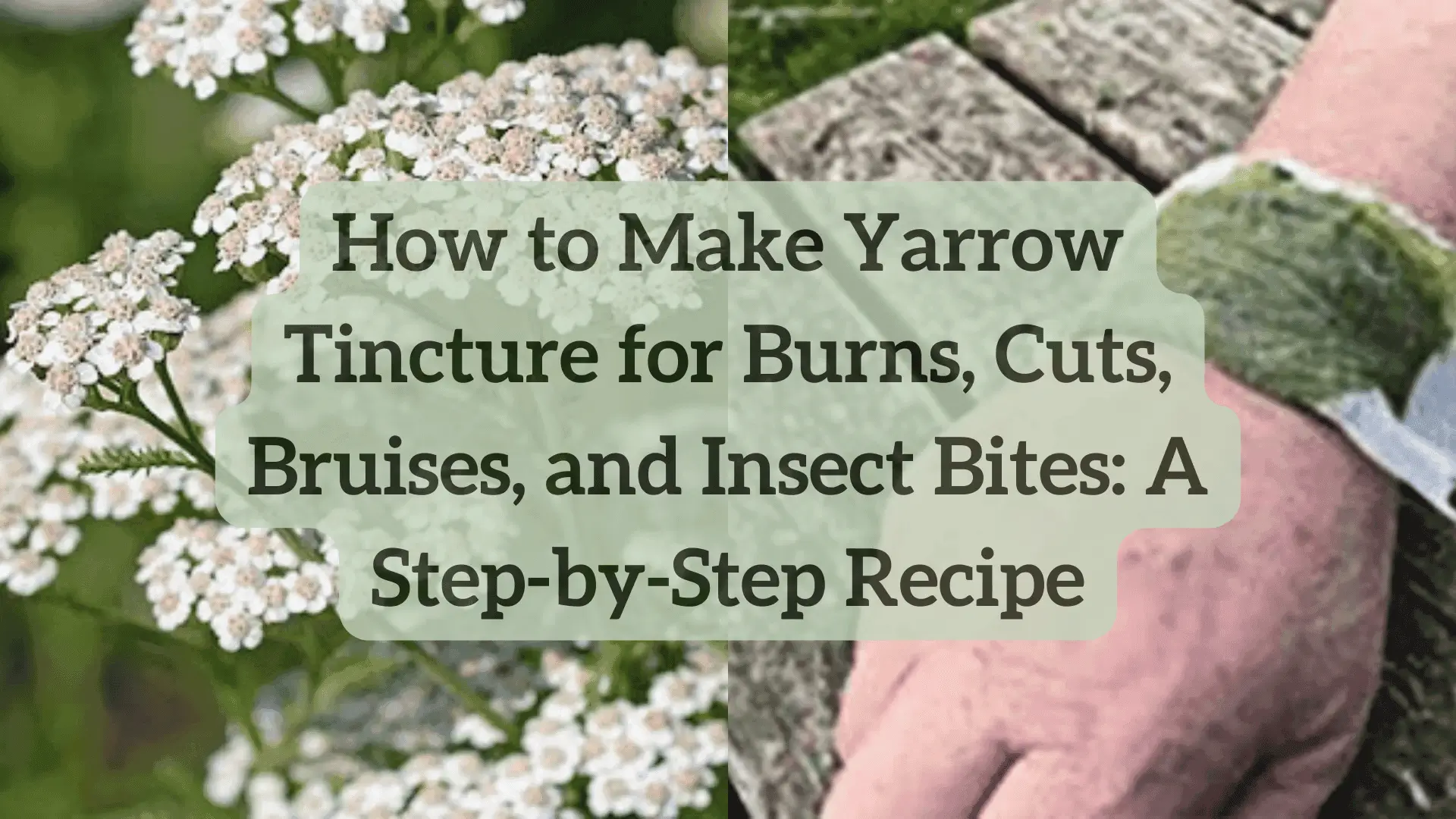 learn to make yarrow tincture