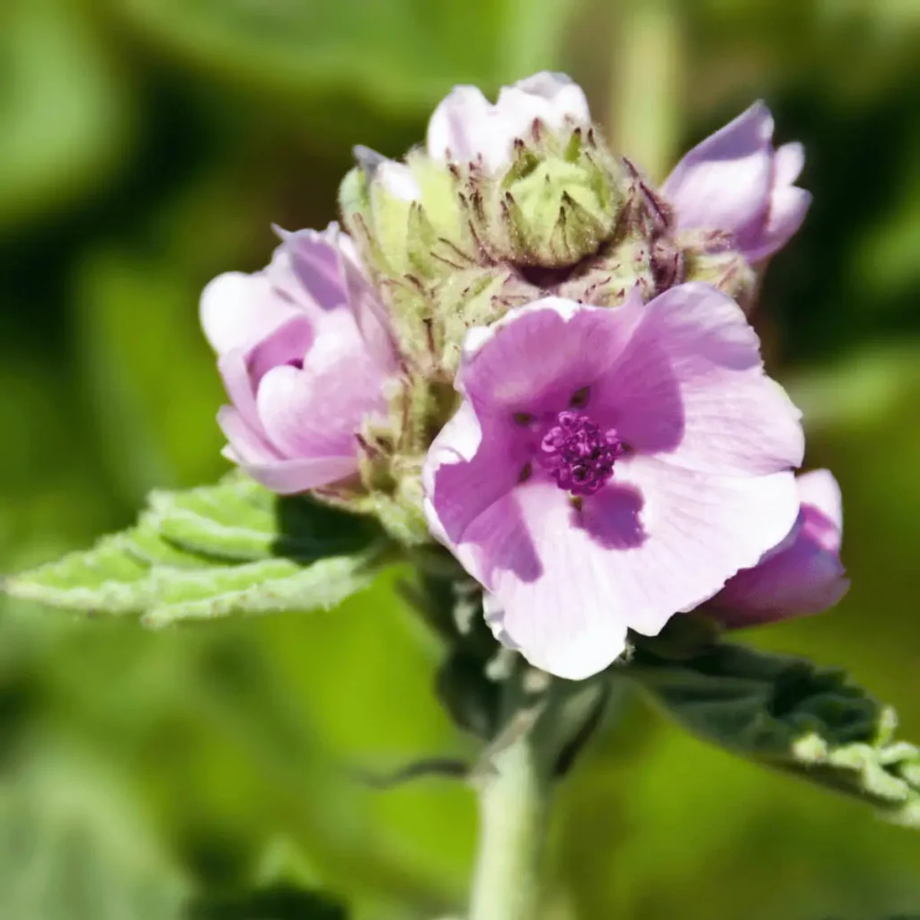 closeup of a marshmallow flower