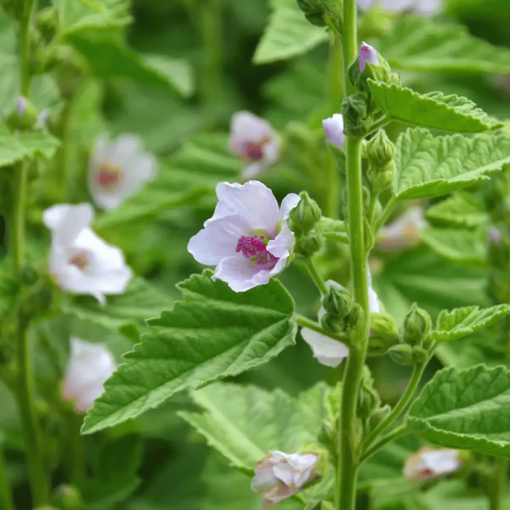 marshmallow plants with flowers