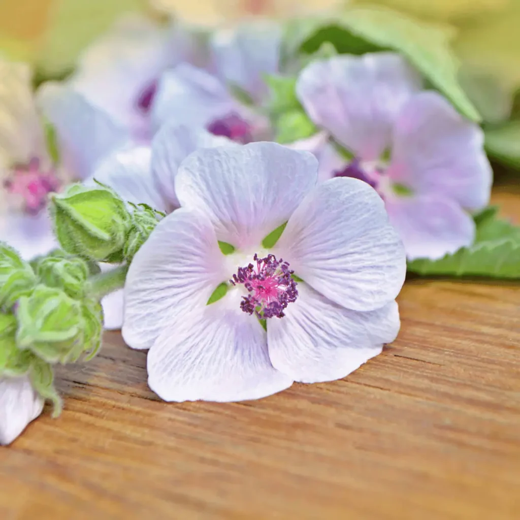 marshmallow flowers on a wooden board