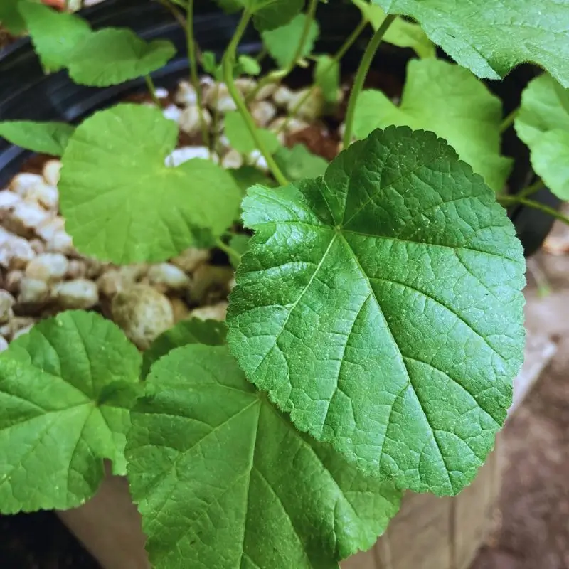 marshmallow plant growing in Trinidad from the medicinal garden seed kit