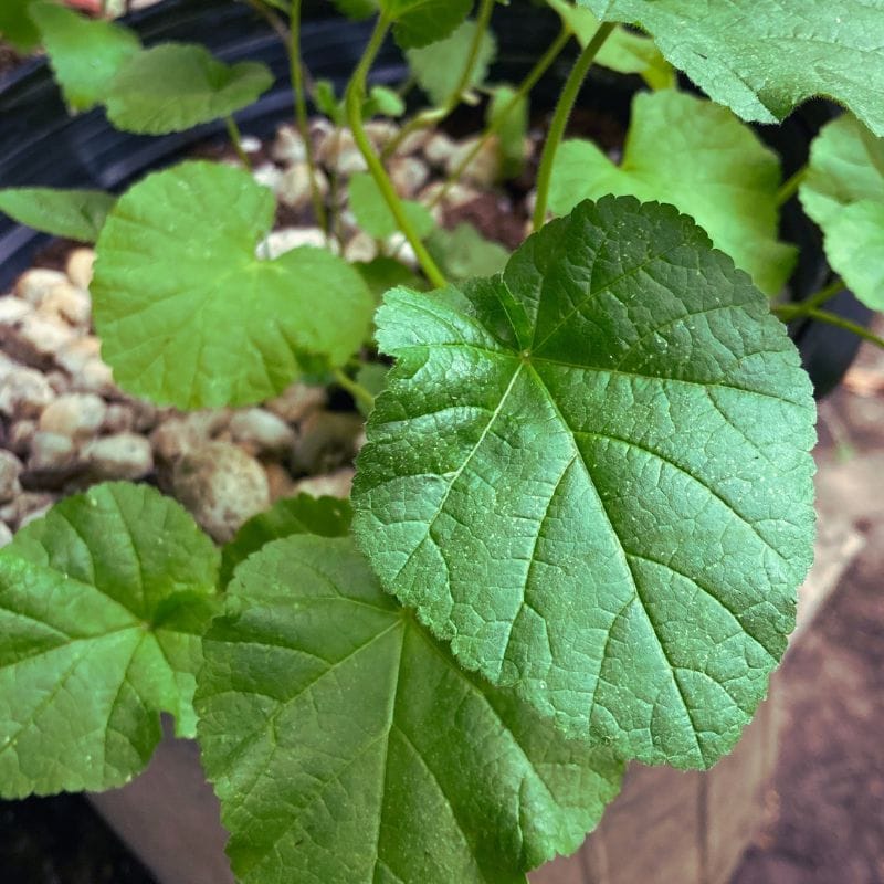 close up of marshmallow plant growing in a pot