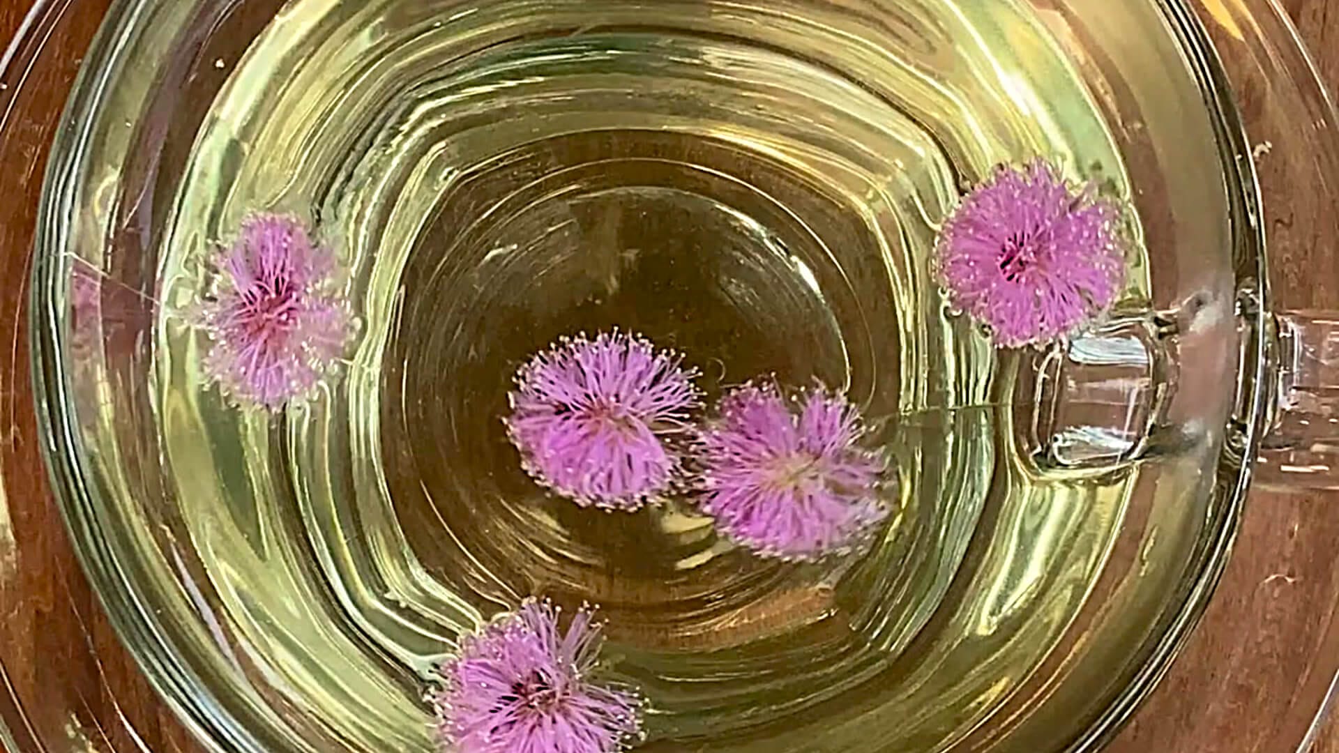 Traditional Ti Marie herbal tea for sleep served in a glass cup with fresh Mimosa Pudica flowers.
