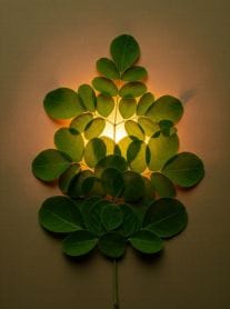 moringa-benefits-health Heart-shaped moringa leaves, health benefits of moringa powder,